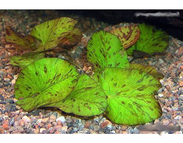 nymphaea lotus grun